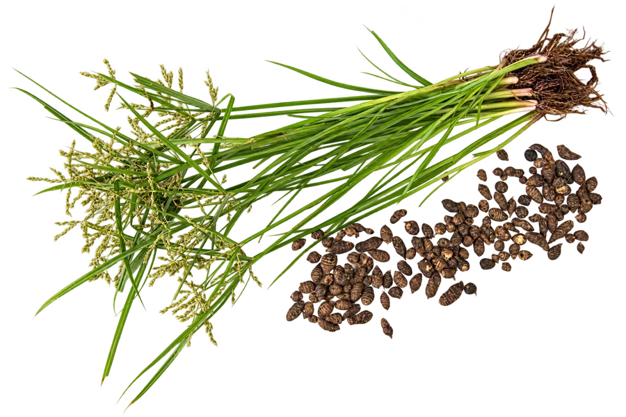 Cyperus rotundus plant, roots and tubers